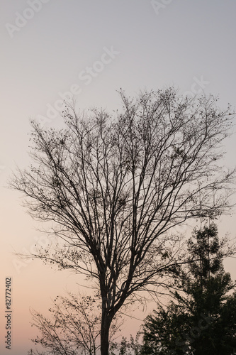 Leafless tree against sunlight on sky background