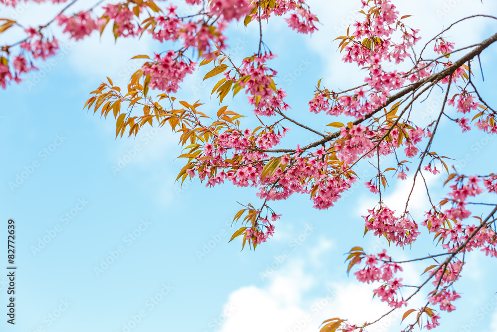 Wild Himalayan Cherry spring blossom Wild Himalayan Cherry spring blossom