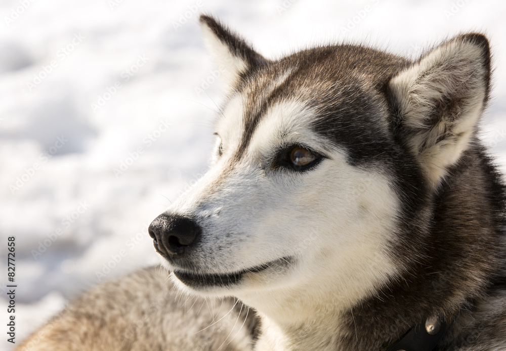 Kamchatka  Huskies in nursery for dogs