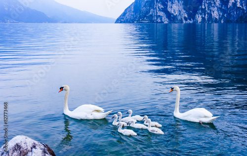 swan family. Garda lake landscape  Italy. Riva del Garda