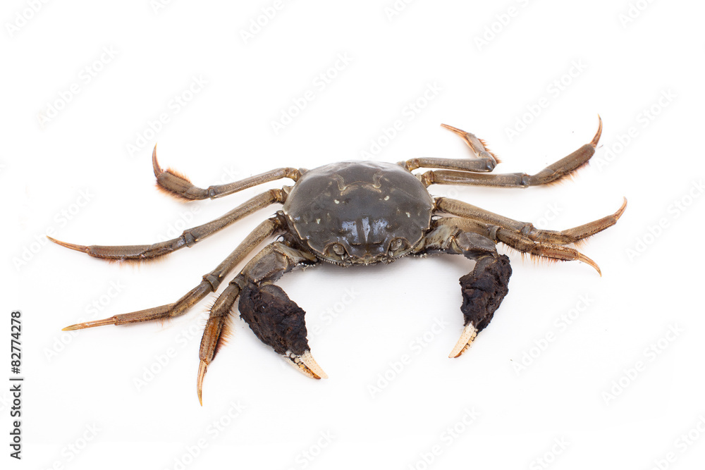 Crab isolated on white background Crab isolated on white background