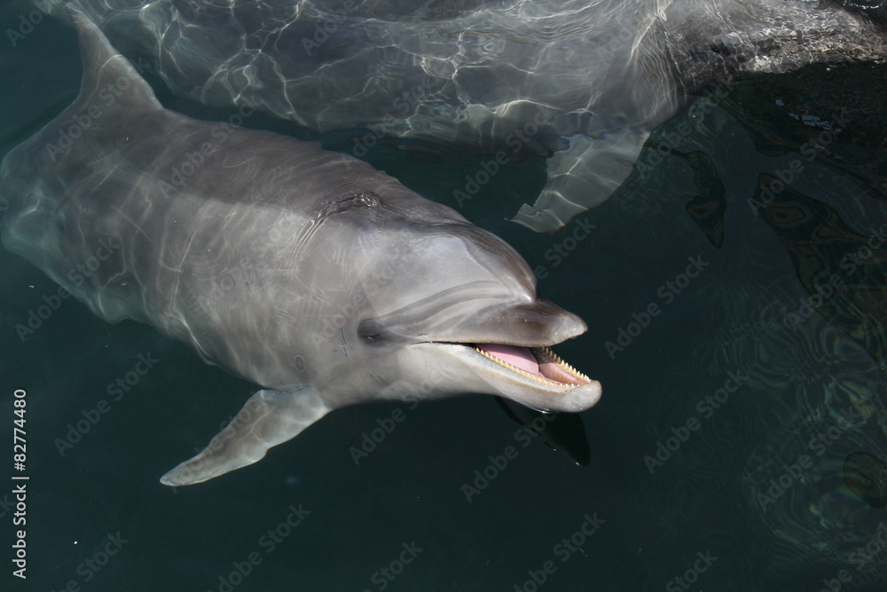 Naklejka premium イルカ