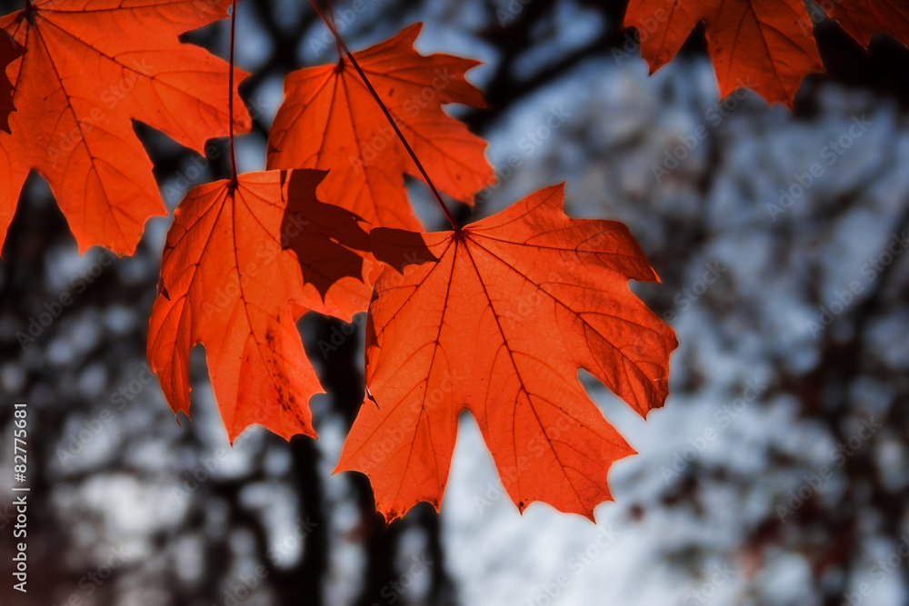 maple leaf red autumn sunset tree maple leaf red autumn sunset tree