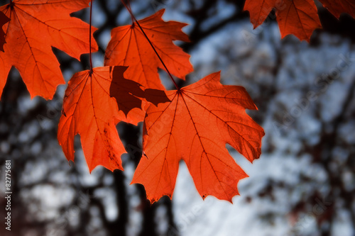 maple leaf red autumn sunset tree