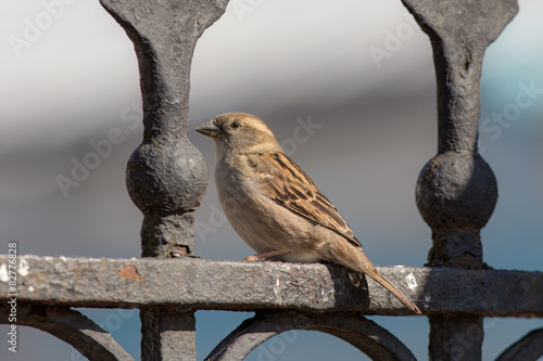 sparrow on fence