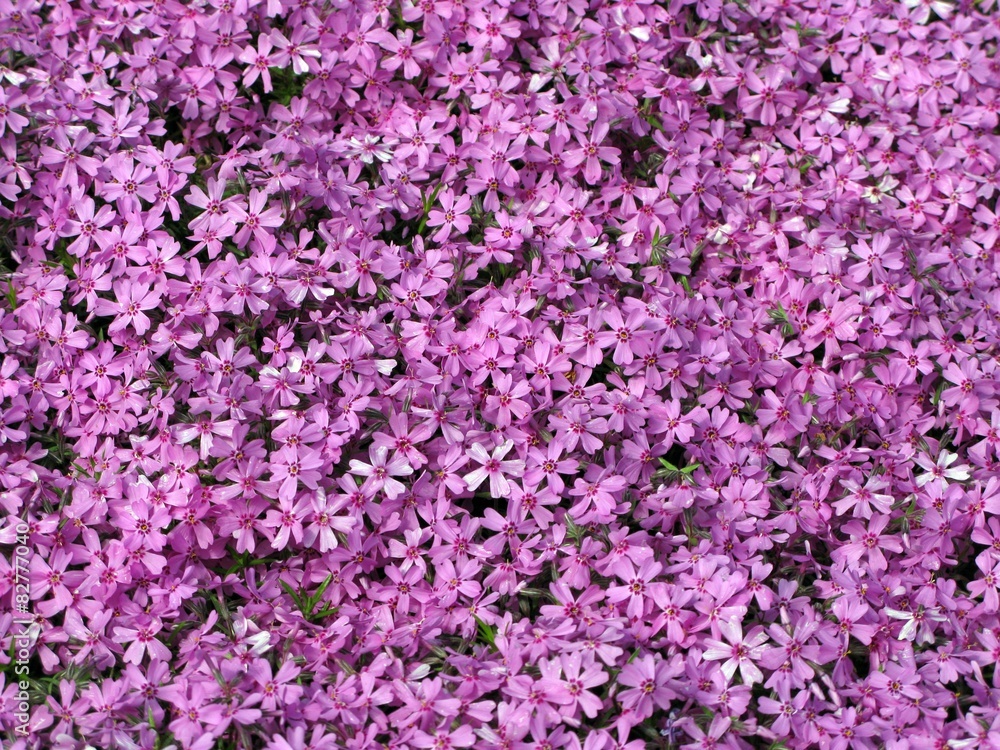 flowers texture