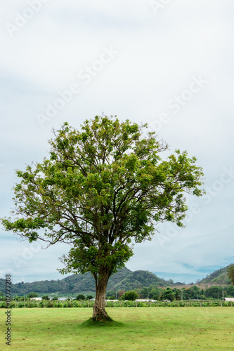 a lonely tree on green grass with mountain background