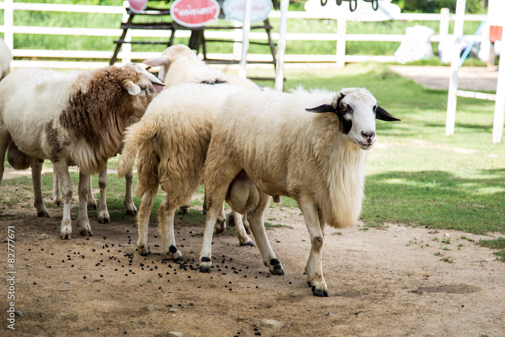 Obraz premium Sheep Family Livestock on a Farm