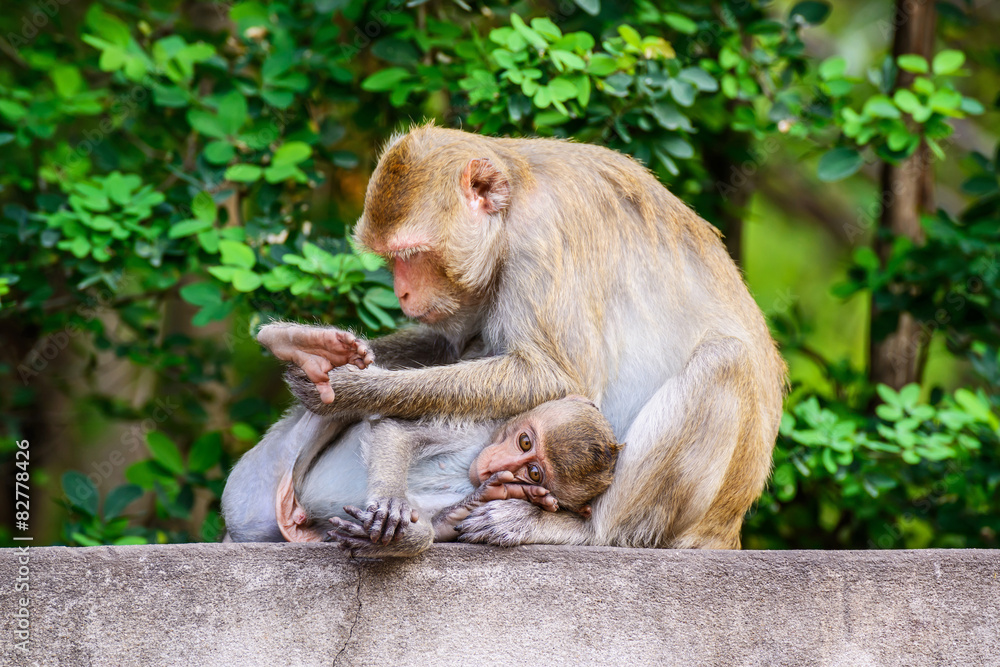 Monkey family at ratchaburi, Thailand. Monkey family at ratchaburi, Thailand.