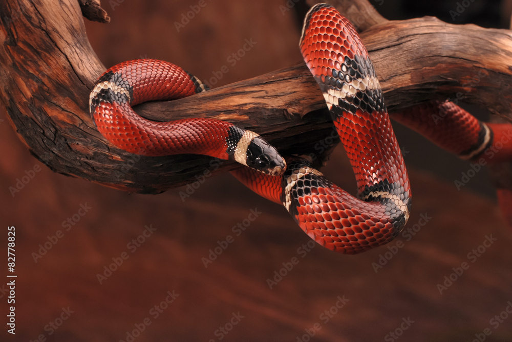 Obraz premium Milk snake on the branch