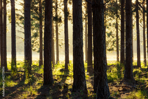 Sunny forest