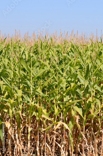 Field corn being in the Willamette Valley Oregon