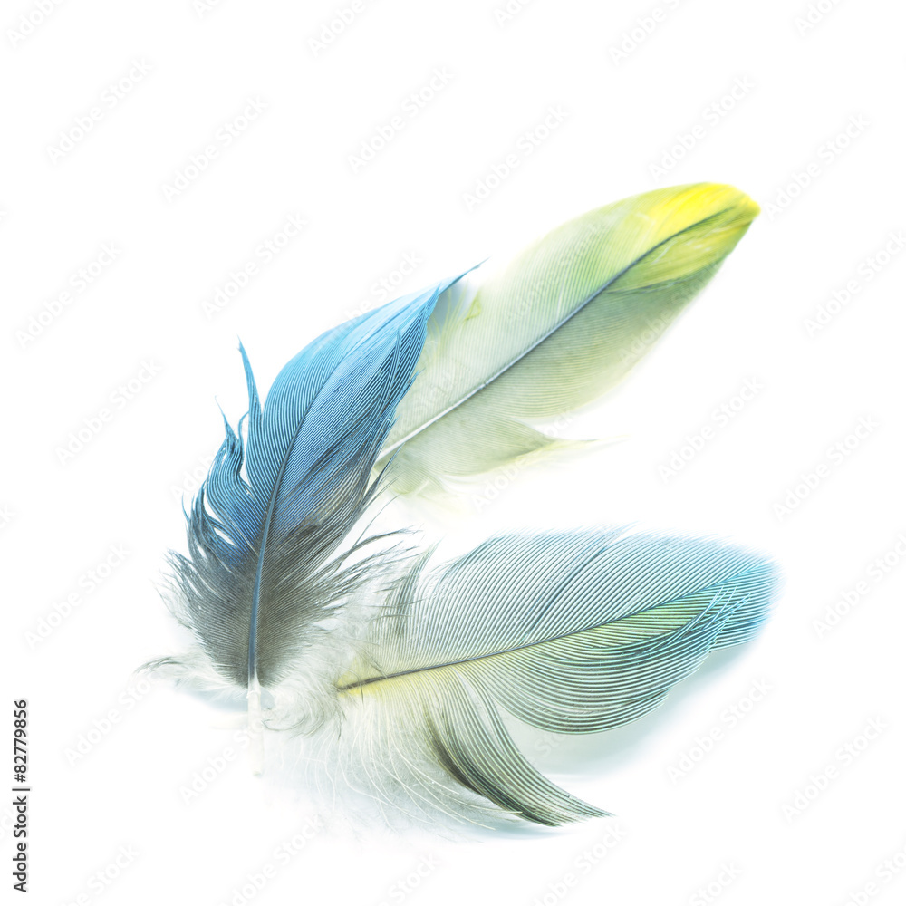 Obraz premium bird feathers isolated