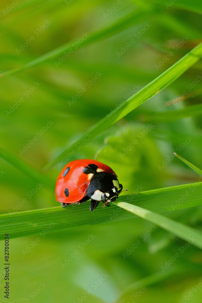 Marienkäfer Marienkäfer