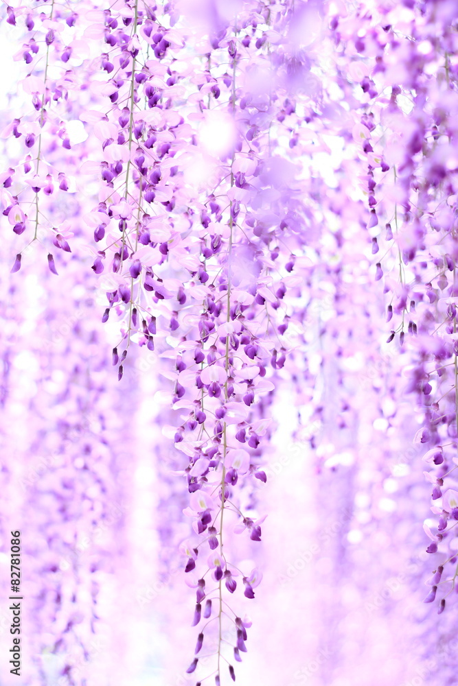 藤の花 藤の花