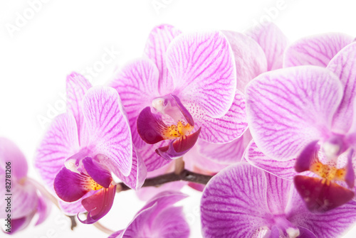 orchid flower  Phalaenopsis