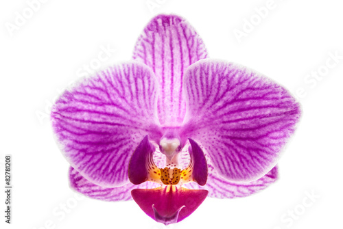 orchid flower, Phalaenopsis