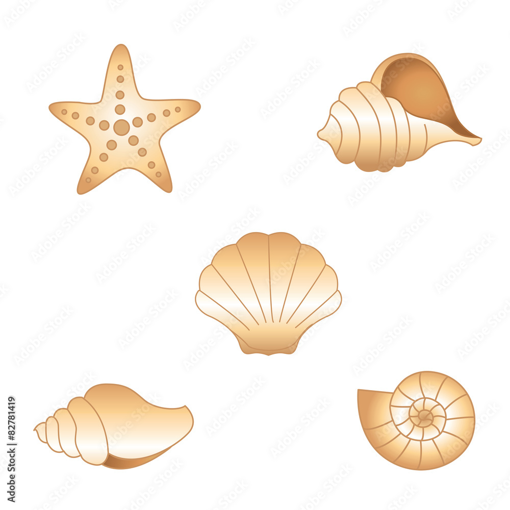 Fototapeta premium Seashells
