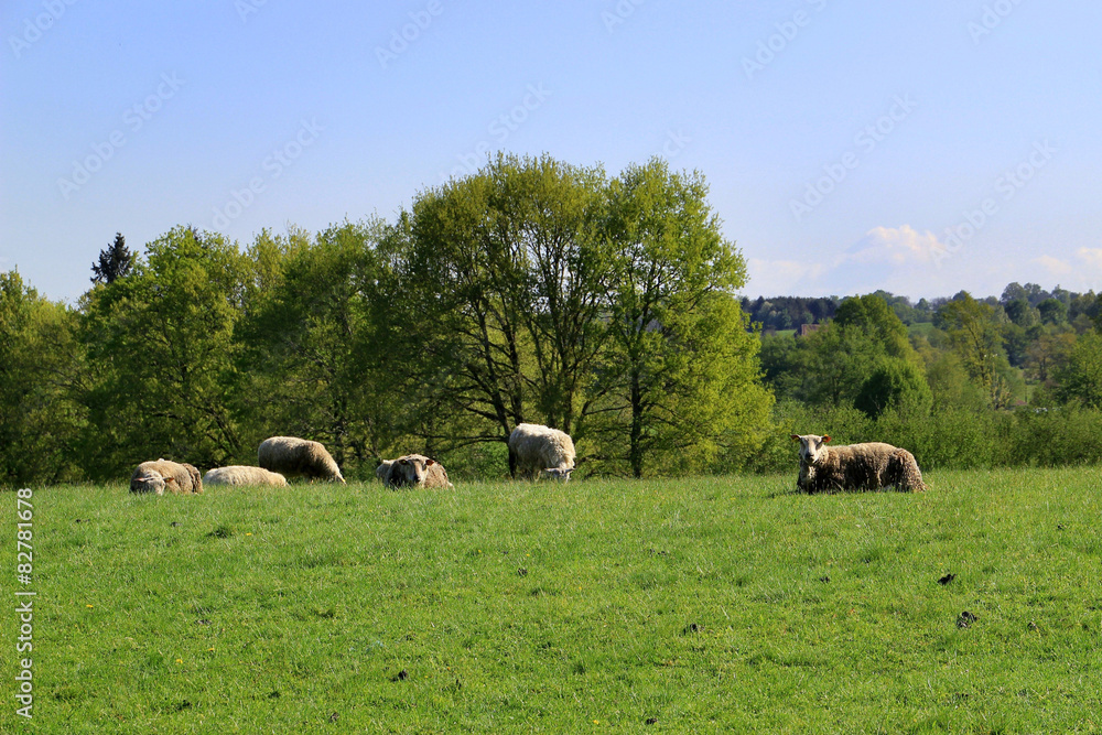 Paysage de campagne.