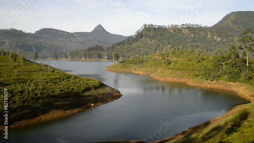 tea plantation, around Adams Peak, Sri Lanka, Asia photo