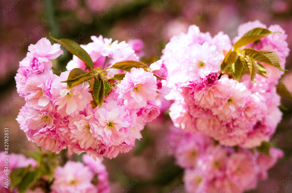 Pink Sakura flower blooming Pink Sakura flower blooming