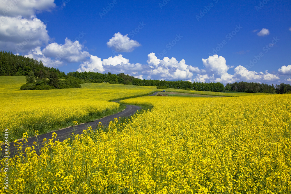 Obraz premium ボヘミア地方の菜の花畑