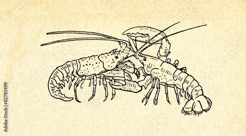 Spiny lobster (left) and clawed lobster
