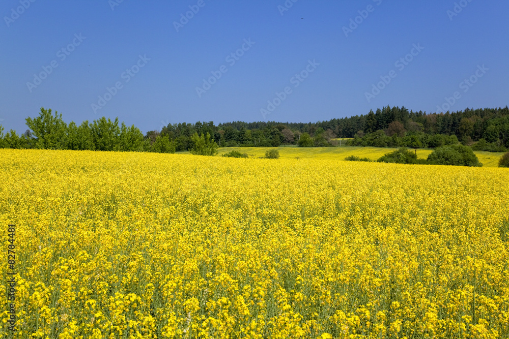 ボヘミア地方の菜の花畑