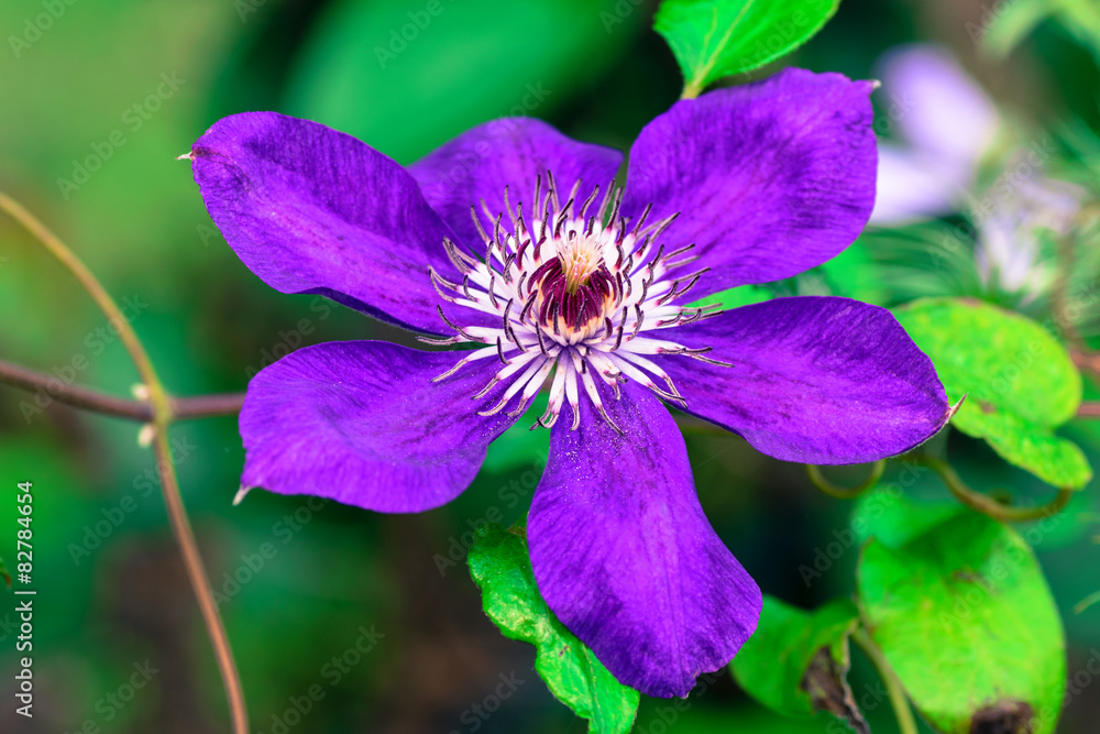 Purple clematis, “Edomurasaki”
Purple clematis, “Edomurasaki”
