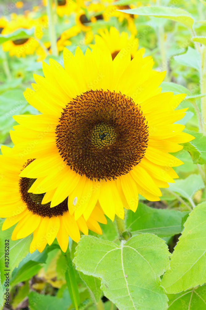 Fototapeta premium “Good Smile”, Sunflower in Summer 