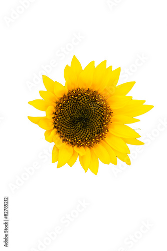 Cutout of "Child", Sunflower in Summer 