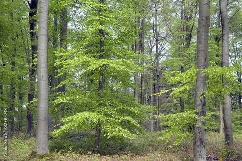 Buchenwald, Fruehling,