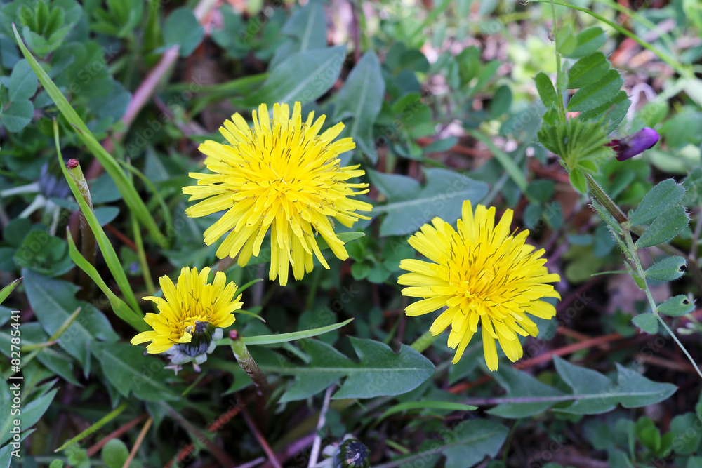 Dandelion Dandelion
