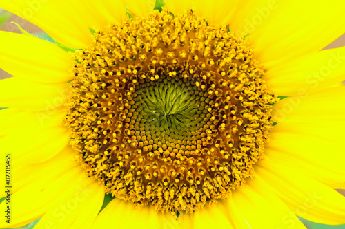 Close up of    Pinocchio    Sunflower in Summer   