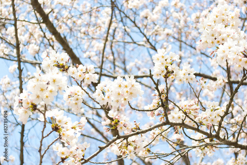 Yoshino cherry blossom in full bloom  