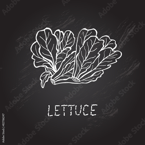 hand drawn lettuce