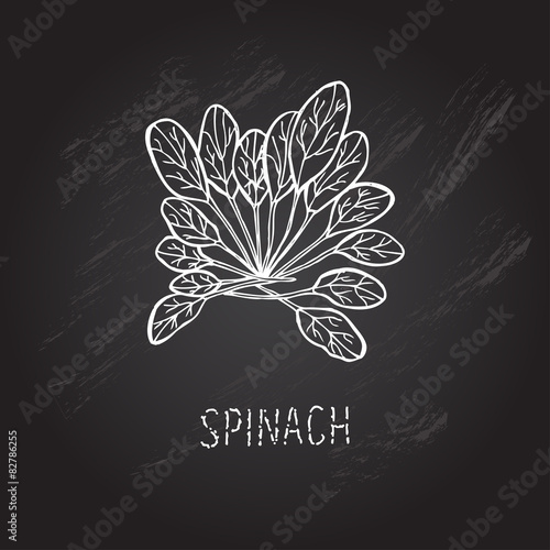 hand drawn spinach