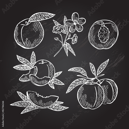 hand drawn peaches