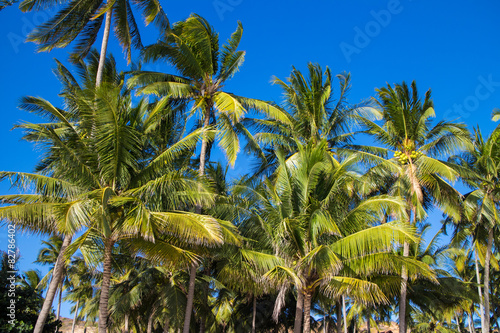 palm over blue sky