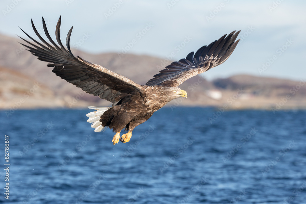 Obraz premium White-tailed Eagle in flight.