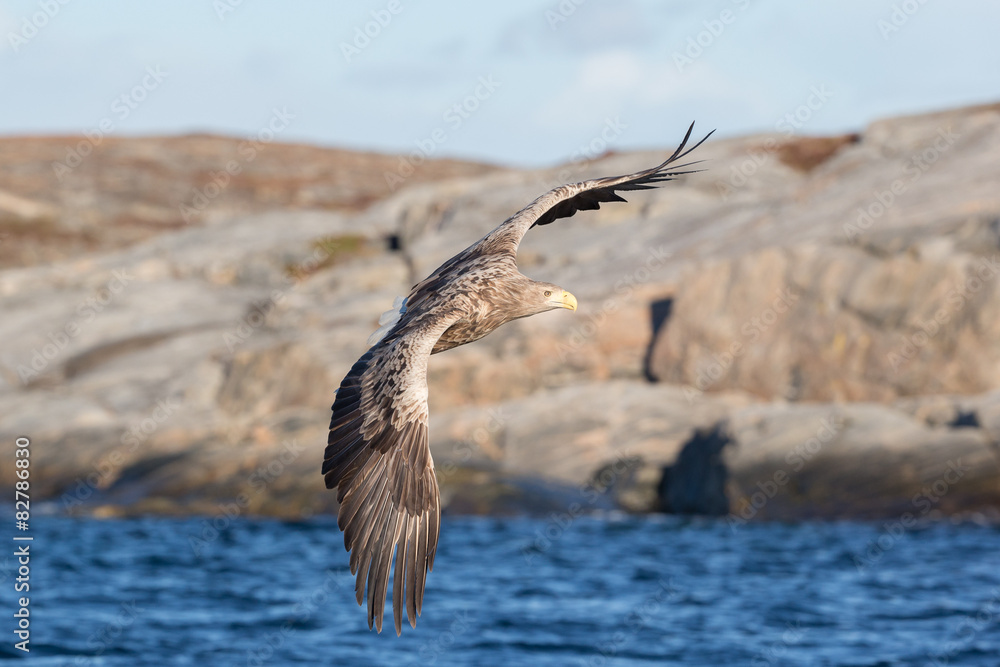 Naklejka premium White-tailed Eagle in flight.