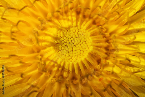 bright yellow dandelion close up