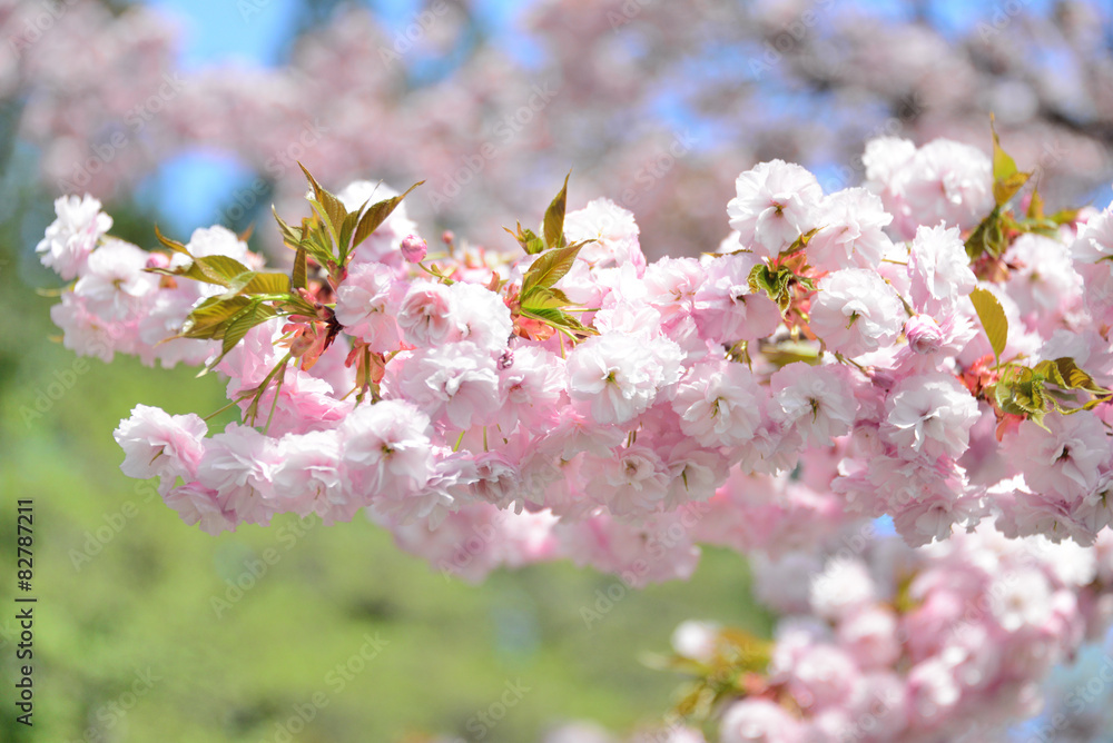 Obraz premium 桃の花