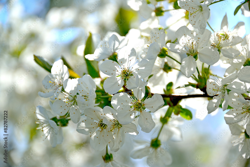 Kirschblüten Kirschblüten