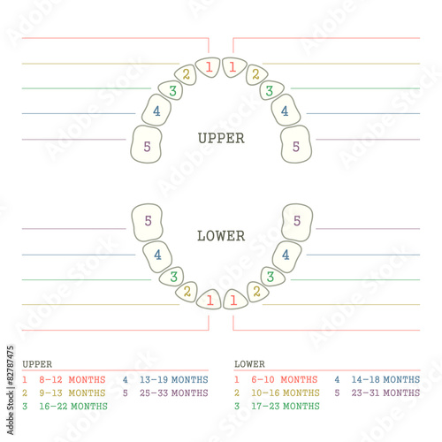 vector dental ilustration, tooth chart,  