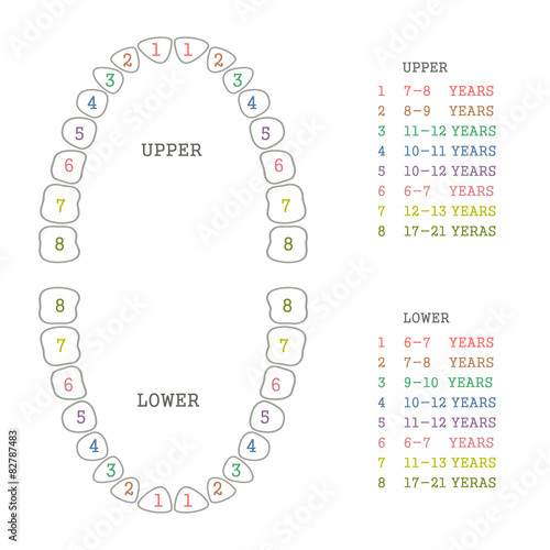 vector dental ilustration, tooth chart,  teeth  