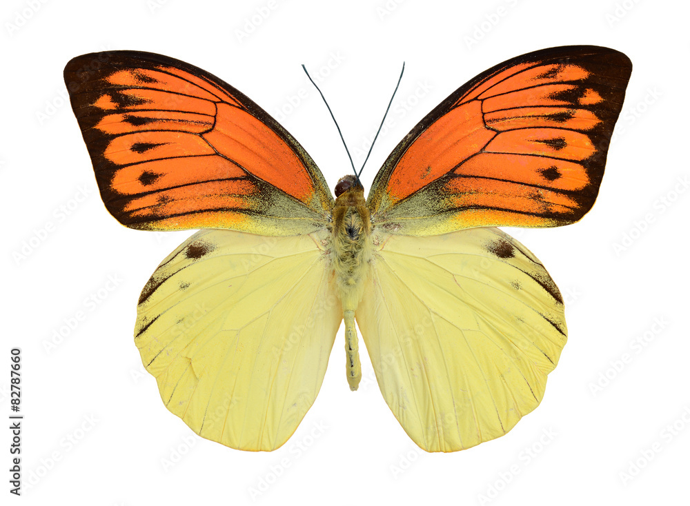 Fototapeta premium Butterfly red yellow.