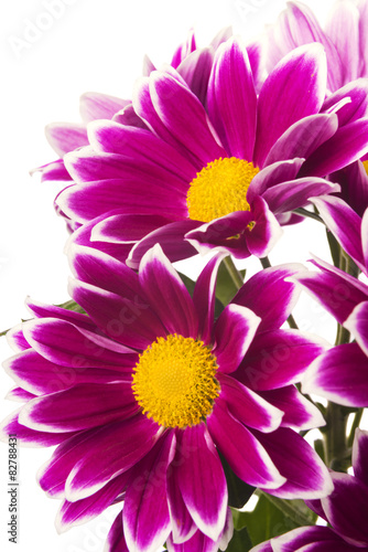 red chrysanthemum flowers isolated on white