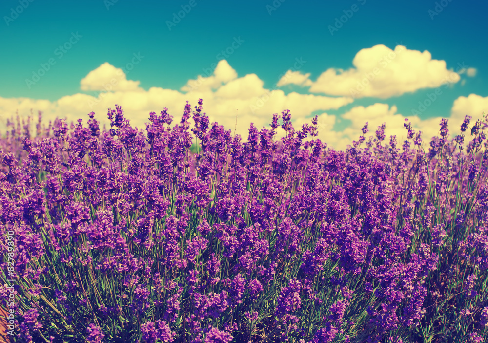 Vintage lavender field