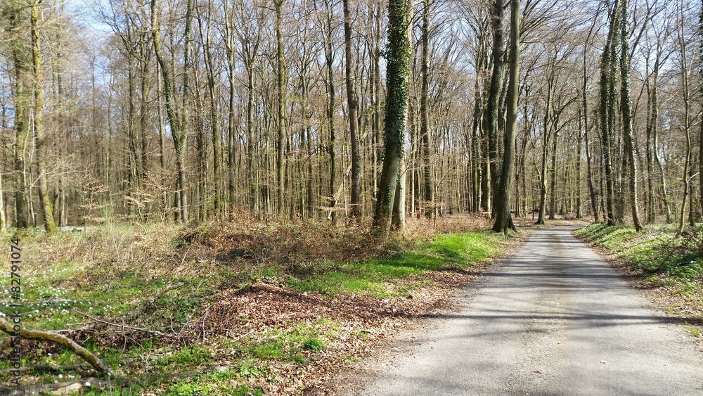 Weg im Wald... Weg im Wald...
